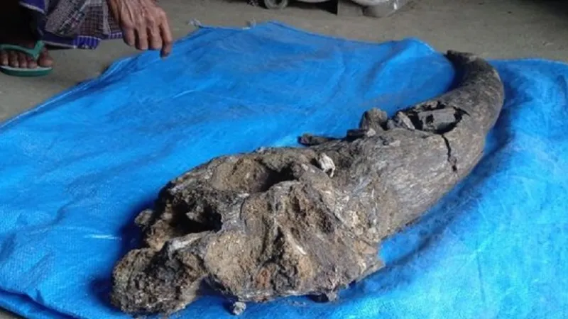 Ancient Horn Discovery Blora