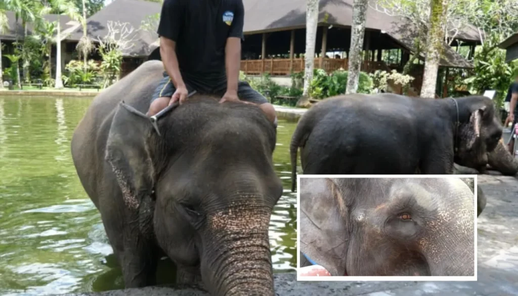 Bali Elephant Abuse Investigation: What Tourists Need to Know