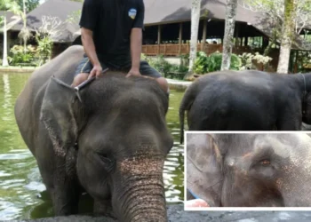 Bali Elephant Abuse Investigation: What Tourists Need to Know
