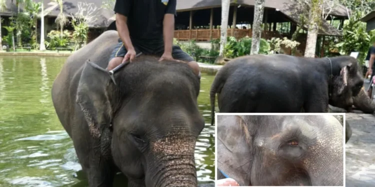 Bali Elephant Abuse Investigation: What Tourists Need to Know 61 Bali Elephant Abuse Investigation: What Tourists Need to Know