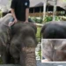 Bali Elephant Abuse Investigation: What Tourists Need to Know 63 Bali Elephant Abuse Investigation: What Tourists Need to Know