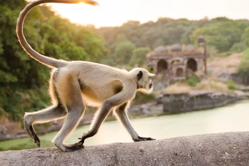 Bali Monkey Ownership Rules 2025
