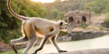Bali Monkey Ownership Rules 2025