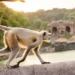 New Rules on Pet Monkeys: What International Visitors and Expats in Bali Need to Know in 2025 42 Bali Monkey Ownership Rules 2025