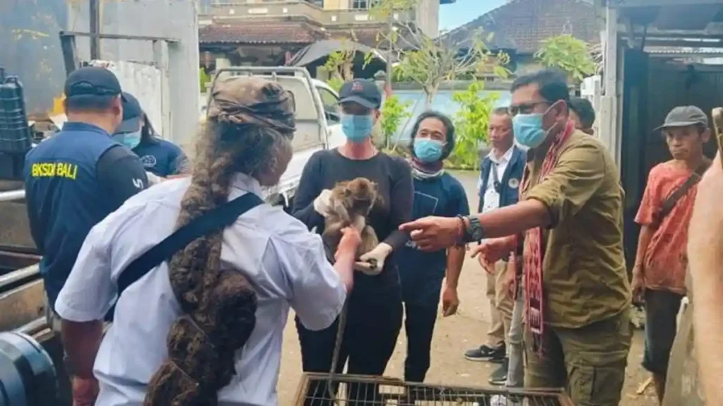 Warga secara sukarela saat menyerahkan monyet ekor panjang