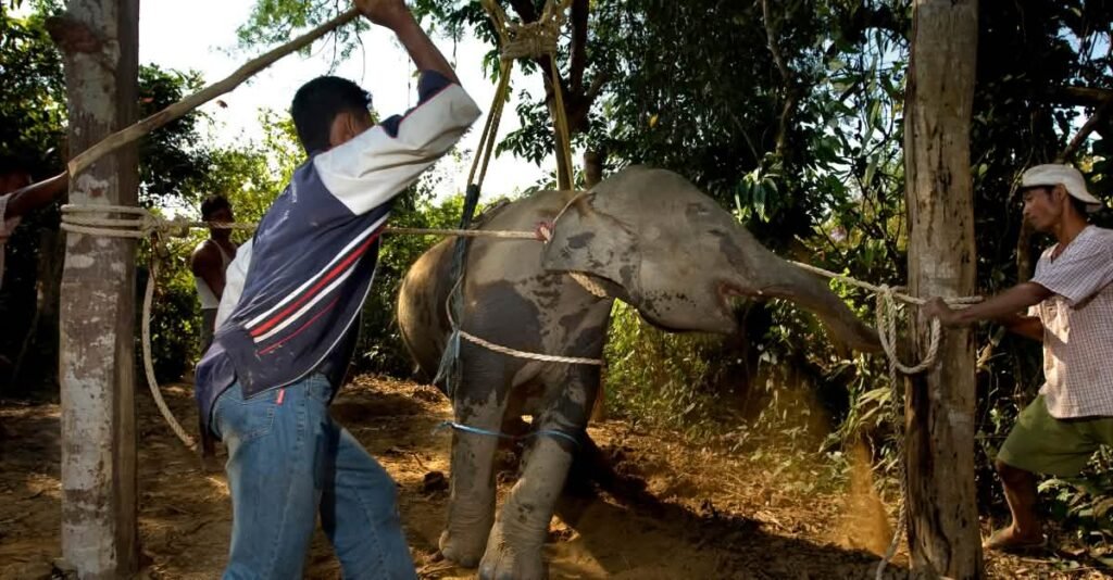 Bali Elephant Abuse Investigation: What Tourists Need to Know 62 Bali Elephant Abuse Investigation