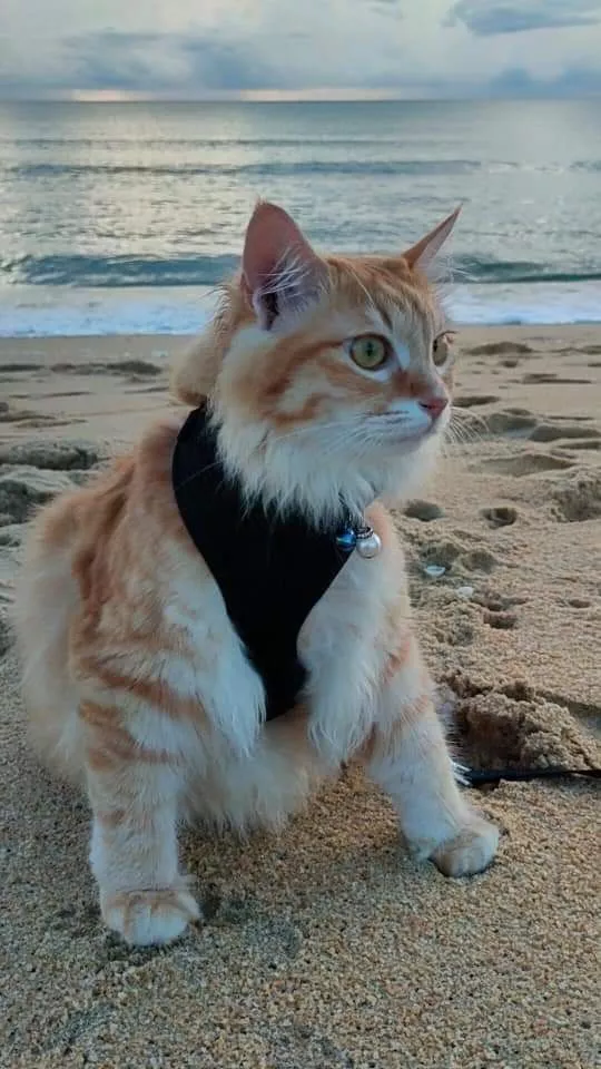 Cat Bali Guide: How to Choose a Lucky Cat According to Balinese Tradition 39 cat bali