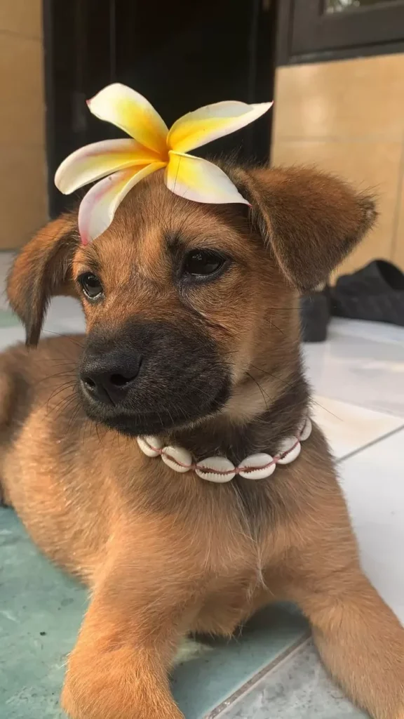 Beyond Cuteness: Choosing Your Bali Dog Companion Through the Lens of Local Wisdom 38 854b6f0d33c20ebad63a1ba6ec13dd88 693905b576a77