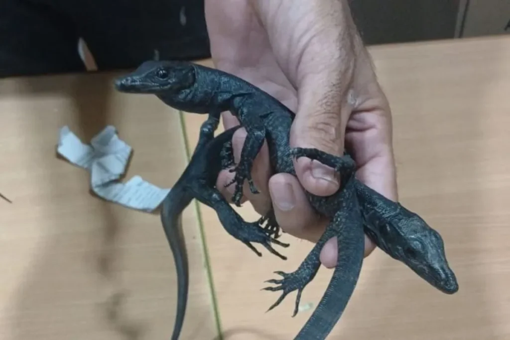 Bali Wildlife Trafficking Route Exposed: Egyptian Arrested at Jakarta Airport with Protected Reptiles 2 Bali Wildlife Trafficking Route Exposed: Egyptian Arrested at Jakarta Airport with Protected Reptiles