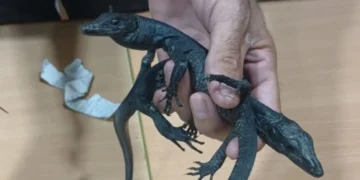 Bali Wildlife Trafficking Route Exposed: Egyptian Arrested at Jakarta Airport with Protected Reptiles