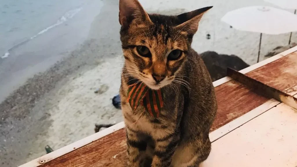 Cat Bali Guide: How to Choose a Lucky Cat According to Balinese Tradition