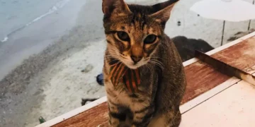 Cat Bali Guide: How to Choose a Lucky Cat According to Balinese Tradition