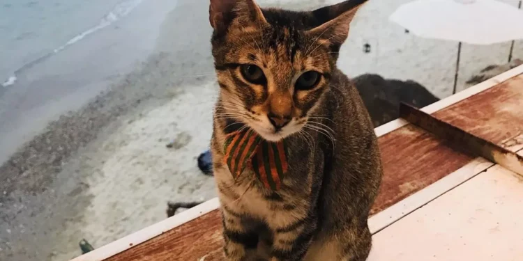 Cat Bali Guide: How to Choose a Lucky Cat According to Balinese Tradition