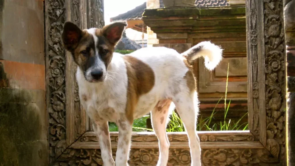 Beyond Cuteness: Choosing Your Bali Dog Companion Through the Lens of Local Wisdom