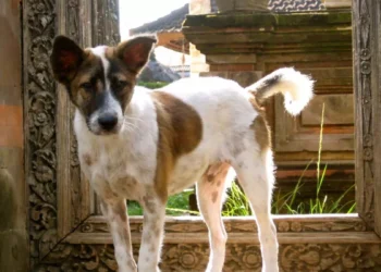 Beyond Cuteness: Choosing Your Bali Dog Companion Through the Lens of Local Wisdom