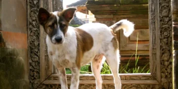 Beyond Cuteness: Choosing Your Bali Dog Companion Through the Lens of Local Wisdom