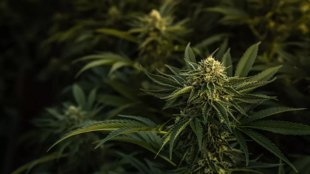 A Stark Warning from Paradise: International Cannabis Seed Purchase Leads to Arrest in Bali