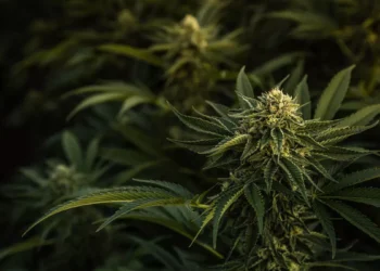 A Stark Warning from Paradise: International Cannabis Seed Purchase Leads to Arrest in Bali