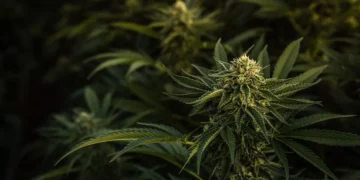 A Stark Warning from Paradise: International Cannabis Seed Purchase Leads to Arrest in Bali