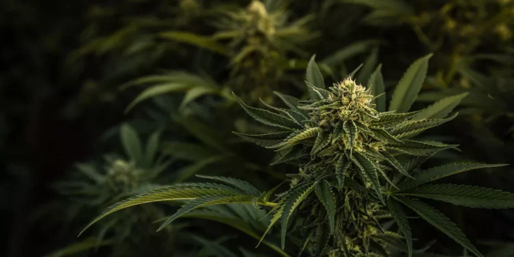 A Stark Warning from Paradise: International Cannabis Seed Purchase Leads to Arrest in Bali