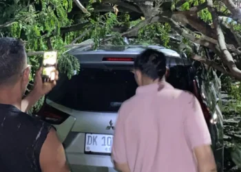 Bali Airport Traffic Comes to a Standstill After Tree Collapse Hits Vehicles