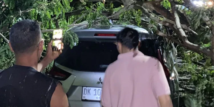 Bali Airport Traffic Comes to a Standstill After Tree Collapse Hits Vehicles