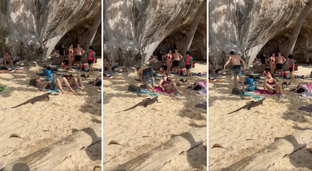 When Bali’s Wildlife Joins the Beach Day, Chivalry Takes a Sudden Break