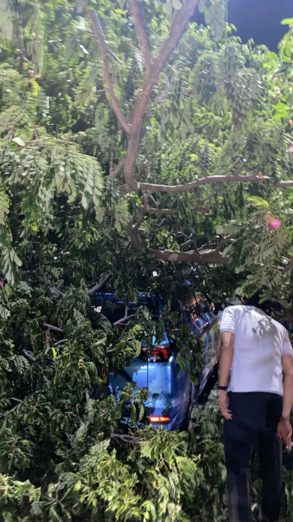 Bali Airport Traffic Comes to a Standstill After Tree Collapse Hits Vehicles 39 whatsapp image 2025 12 20 at 82636 pm 1 6946b3db12795