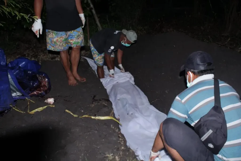 Rescue Effort Ends: Stranded Dwarf Sperm Whale in Bali Succumbs to Injuries 38 A team of veterinarians buried a pygmy sperm whale after it was pronounced dead in Buleleng Regency on Wednesday evening (January 28, 2026).