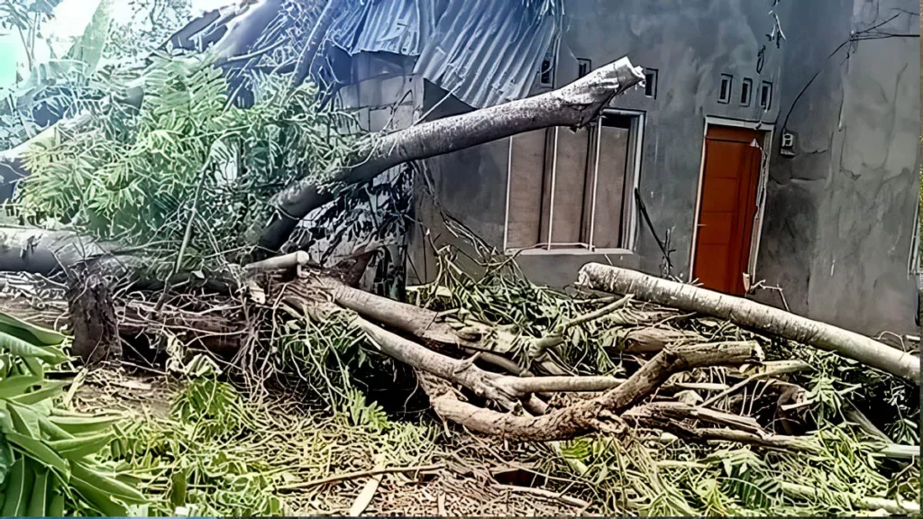 Video: Strong Winds Damage Homes and School in Indonesia’s Komodo Region 1 Photo: The house of a resident named Rita Senak in Sarotari Tengah Village, Larantuka District, East Flores, was damaged by a fallen tree caused by strong winds on Tuesday night (January 13, 2026).