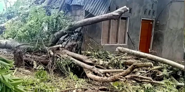Photo: The house of a resident named Rita Senak in Sarotari Tengah Village, Larantuka District, East Flores, was damaged by a fallen tree caused by strong winds on Tuesday night (January 13, 2026).