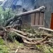 Photo: The house of a resident named Rita Senak in Sarotari Tengah Village, Larantuka District, East Flores, was damaged by a fallen tree caused by strong winds on Tuesday night (January 13, 2026).