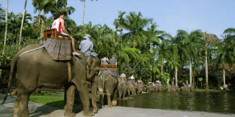 Elephant Riding Photos at Mason Elephant