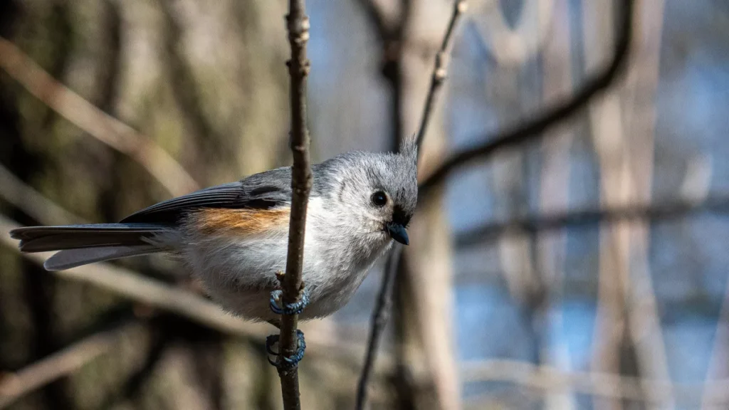 Photo of a bird on a tree (Freepik)