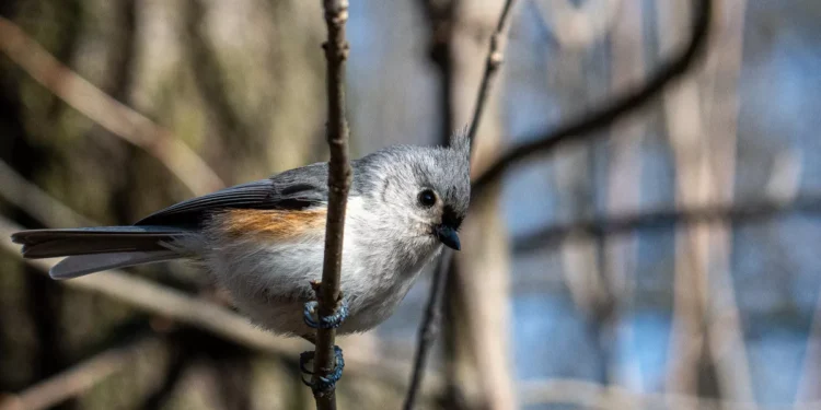 Photo of a bird on a tree (Freepik)