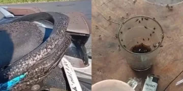 The Constant Buzz: Why Bali's Kintamani Highlands Are Forever Plagued by Flies