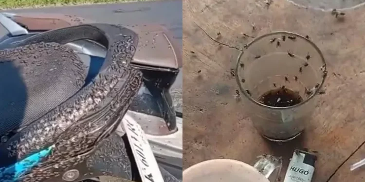 The Constant Buzz: Why Bali's Kintamani Highlands Are Forever Plagued by Flies 37 The Constant Buzz: Why Bali's Kintamani Highlands Are Forever Plagued by Flies