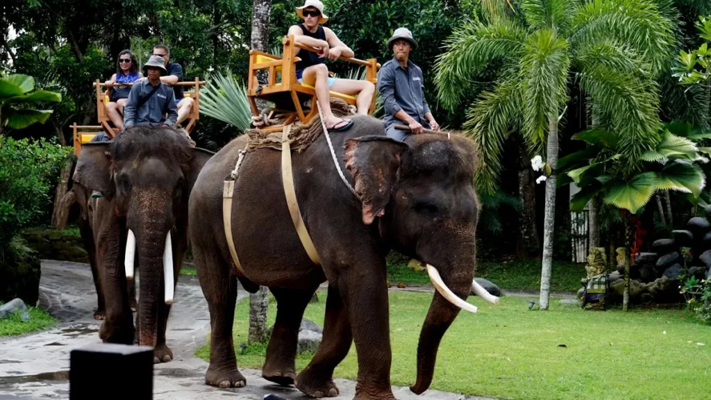 Photo of Elephant Riding at Bali Zoo