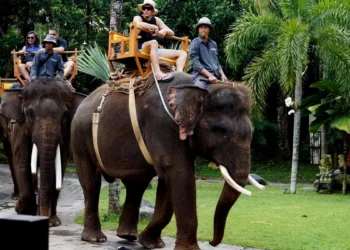 Photo of Elephant Riding at Bali Zoo