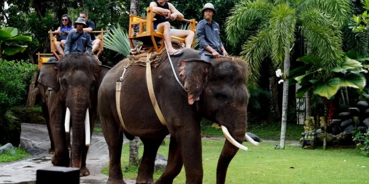 Photo of Elephant Riding at Bali Zoo