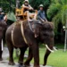 Photo of Elephant Riding at Bali Zoo
