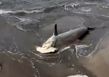 Photo A hammerhead shark washed up on Kuta Beach on Friday (January 16, 2026).