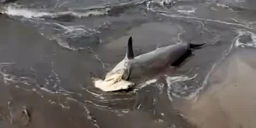 Photo A hammerhead shark washed up on Kuta Beach on Friday (January 16, 2026).
