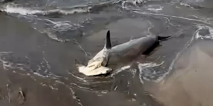 Photo A hammerhead shark washed up on Kuta Beach on Friday (January 16, 2026).