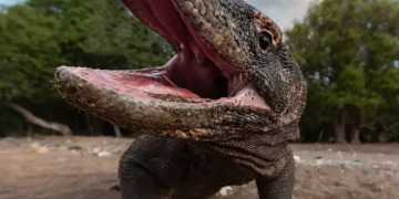 Komodo National Park to Cap Daily Visitors at 1,000 Starting April 2026