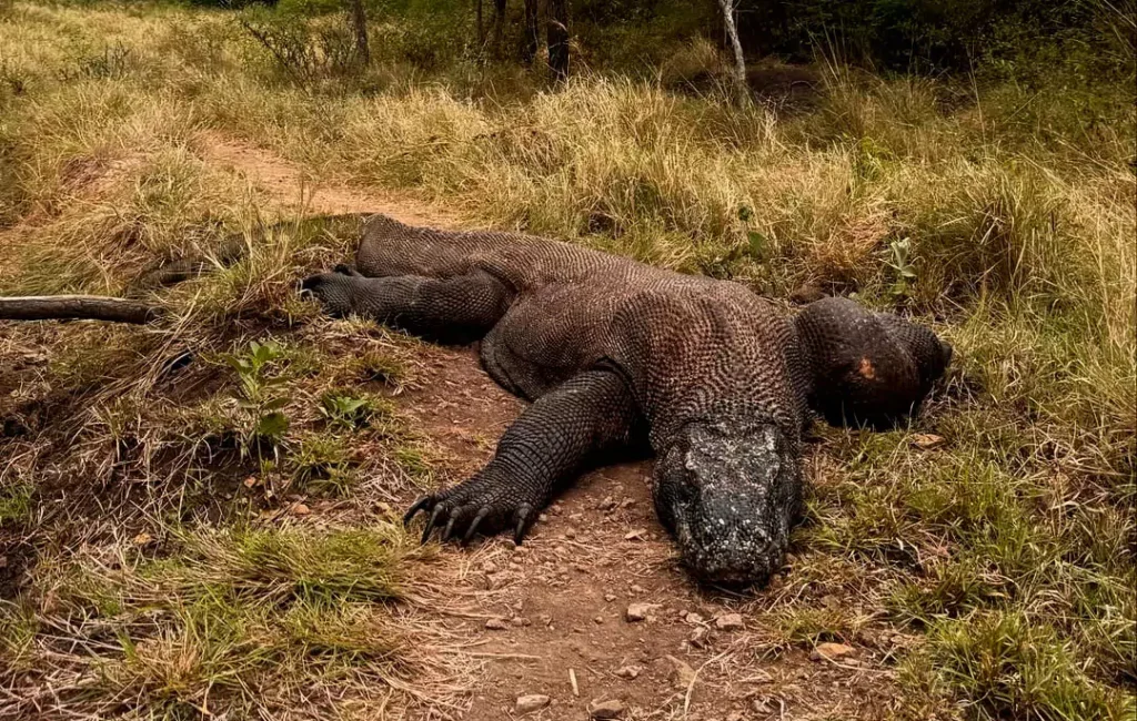 Komodo dragon photo in Komodo National Park photo By Hey Bali