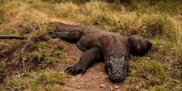 Komodo dragon photo in Komodo National Park photo By Hey Bali