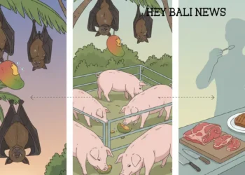Illustration of how the Nipah Virus Transmitted from Bats to Pigs and Then to Humans (Hey Bali)