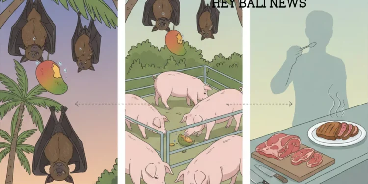 Illustration of how the Nipah Virus Transmitted from Bats to Pigs and Then to Humans (Hey Bali)