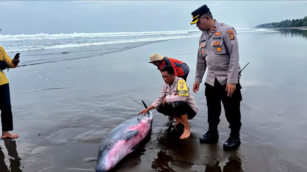 Sperm Whale Stranded in Jembrana, Bali